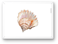 Thumbnail for Seashell Wall Art | Watercolor Coastal Conch Shell Print | Beach House Nautical Gift