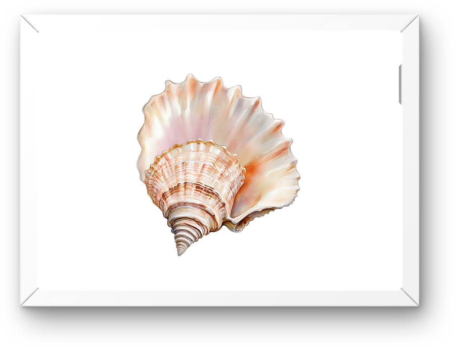 Seashell Wall Art | Watercolor Coastal Conch Shell Print | Beach House Nautical Gift